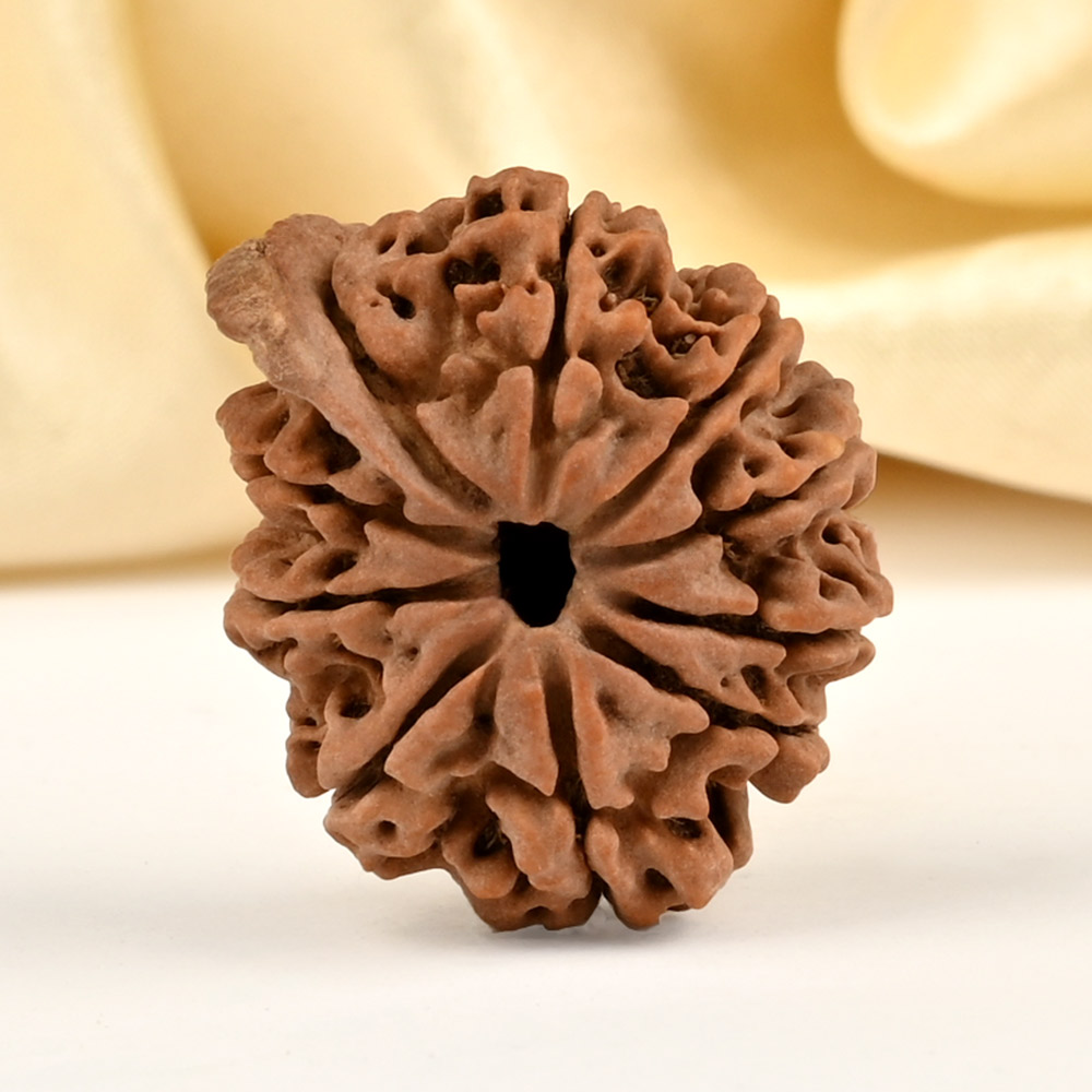 Ganesh Rudraksha 10 Mukhi from Nepal - XIII
