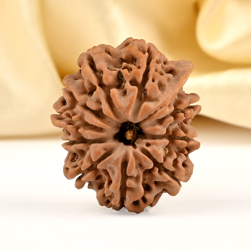 Ganesh Rudraksha 10 Mukhi from Nepal - XIV
