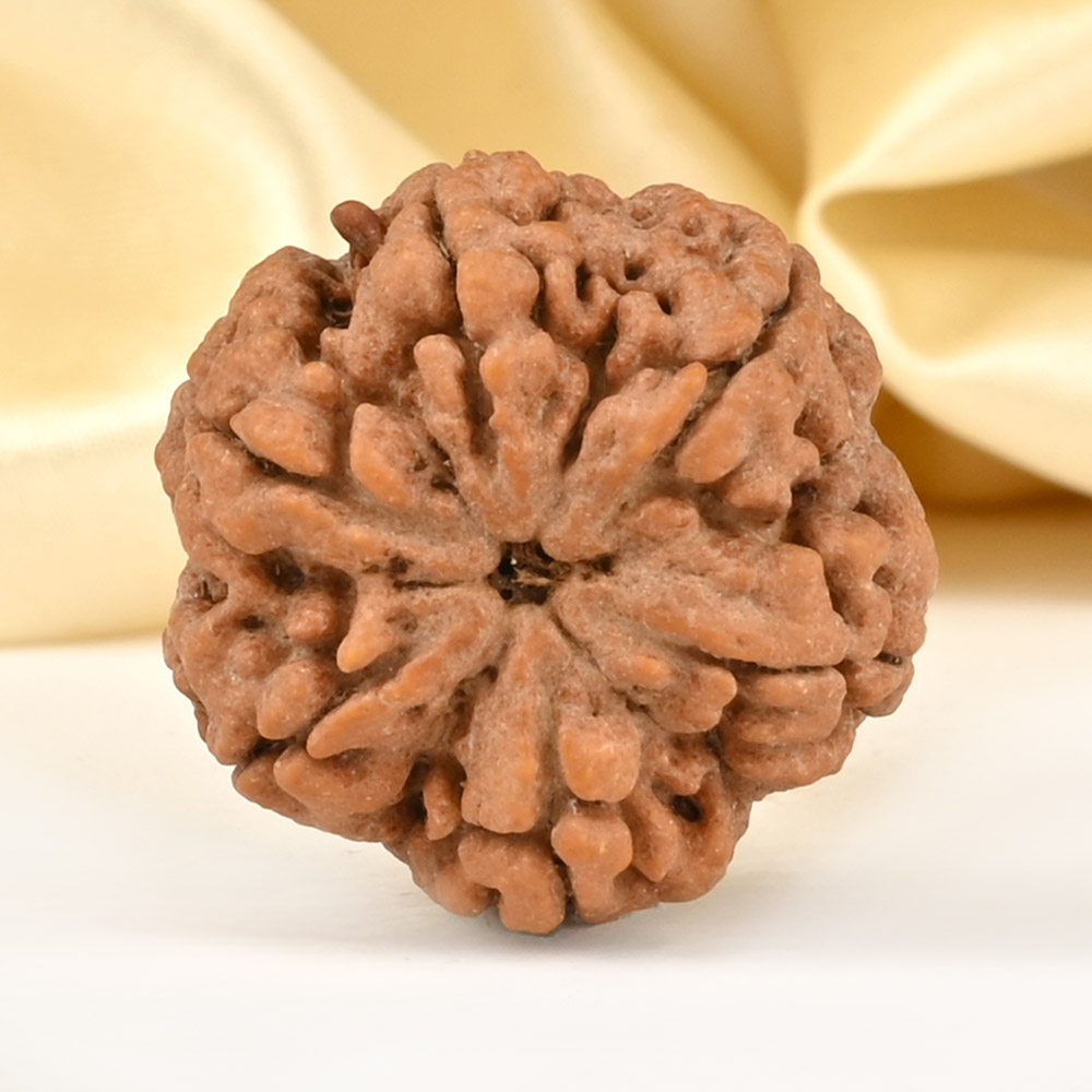Super Collector 6 Mukhi from Nepal - CDLXV