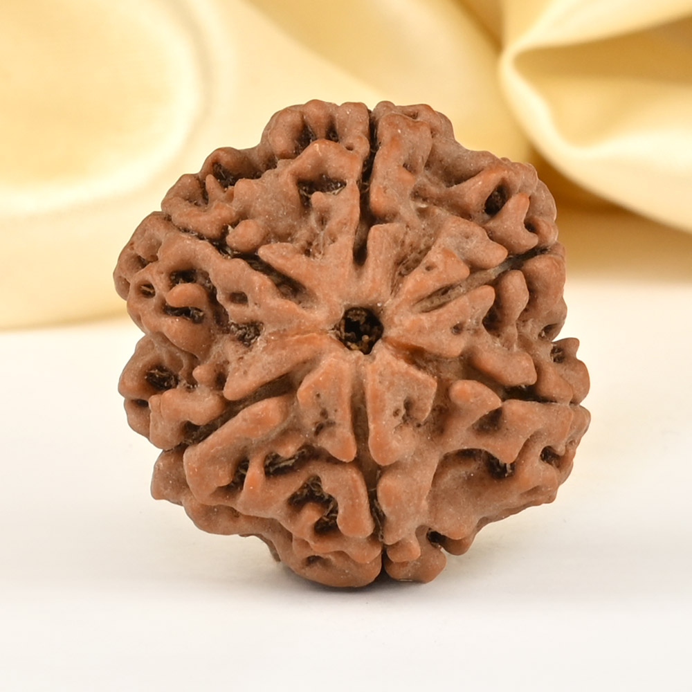Super Collector 6 Mukhi from Nepal - CDLXVI