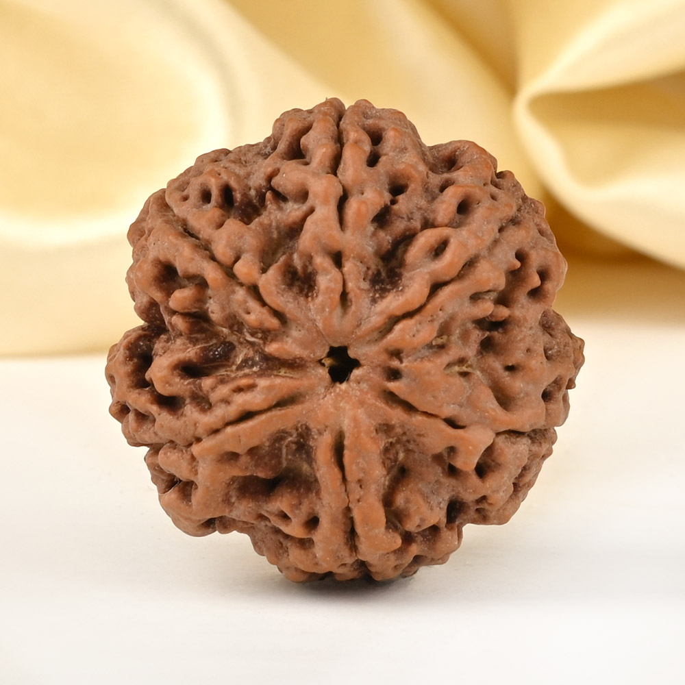 Super Collector 6 Mukhi from Nepal - CDLXVII