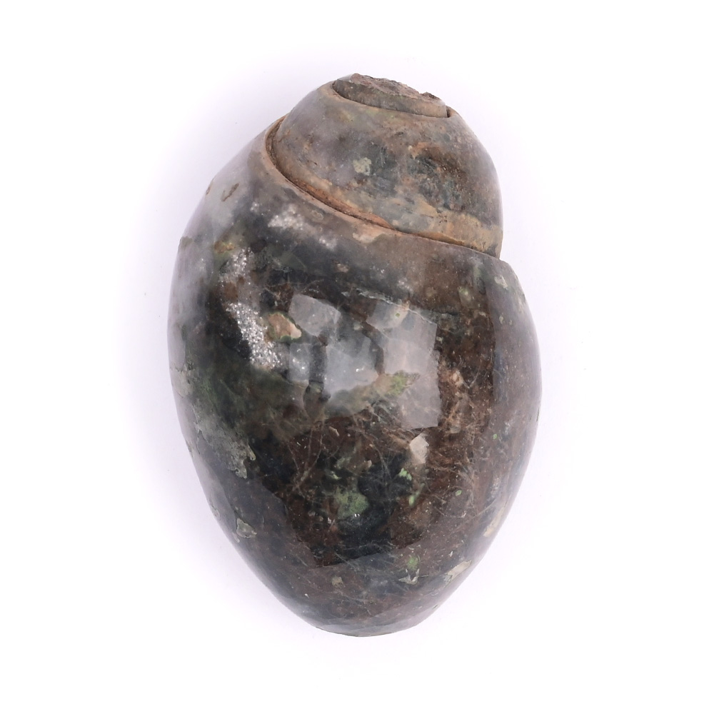 Heera Shankh Conch - 116 gms