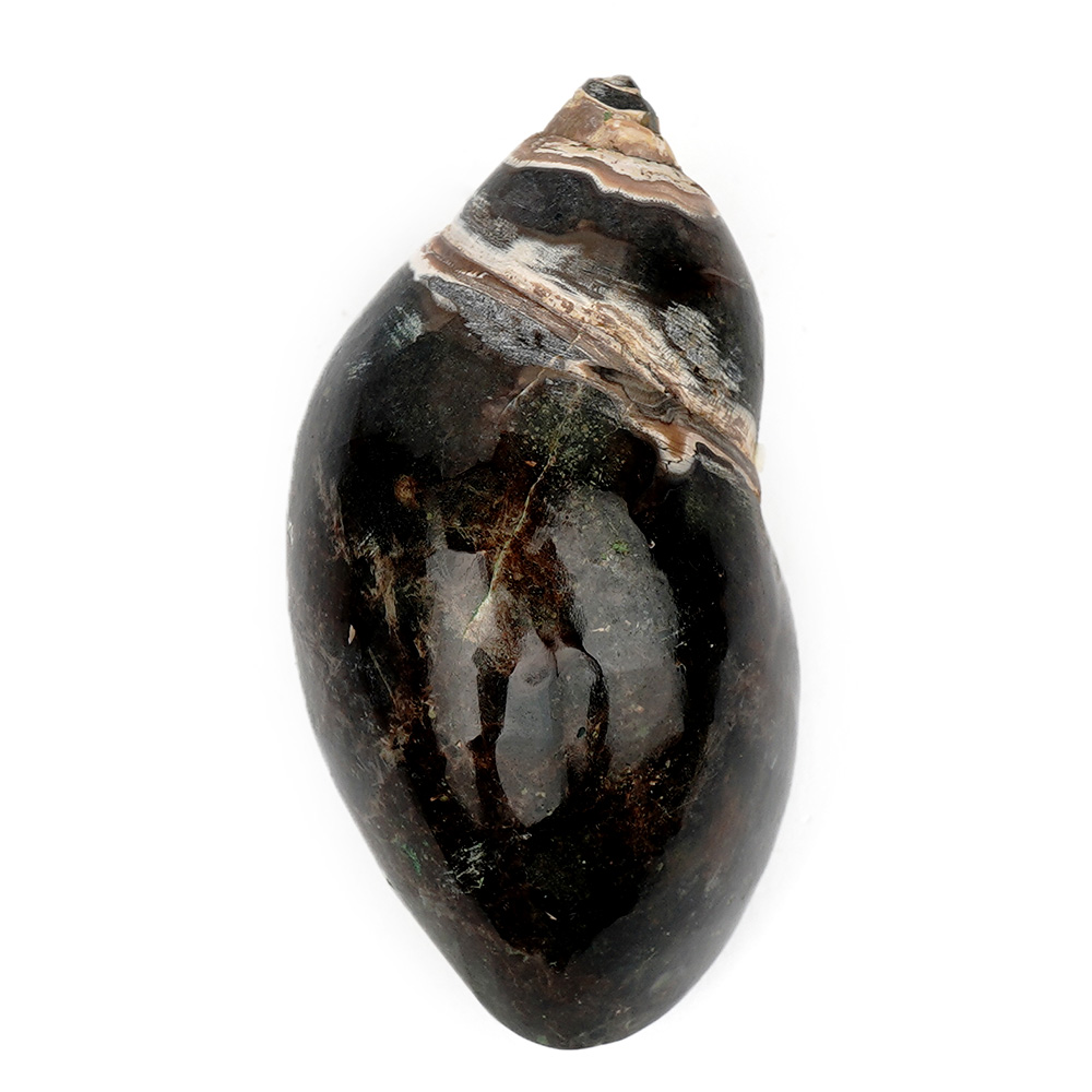 Heera Shankh - 96 gms