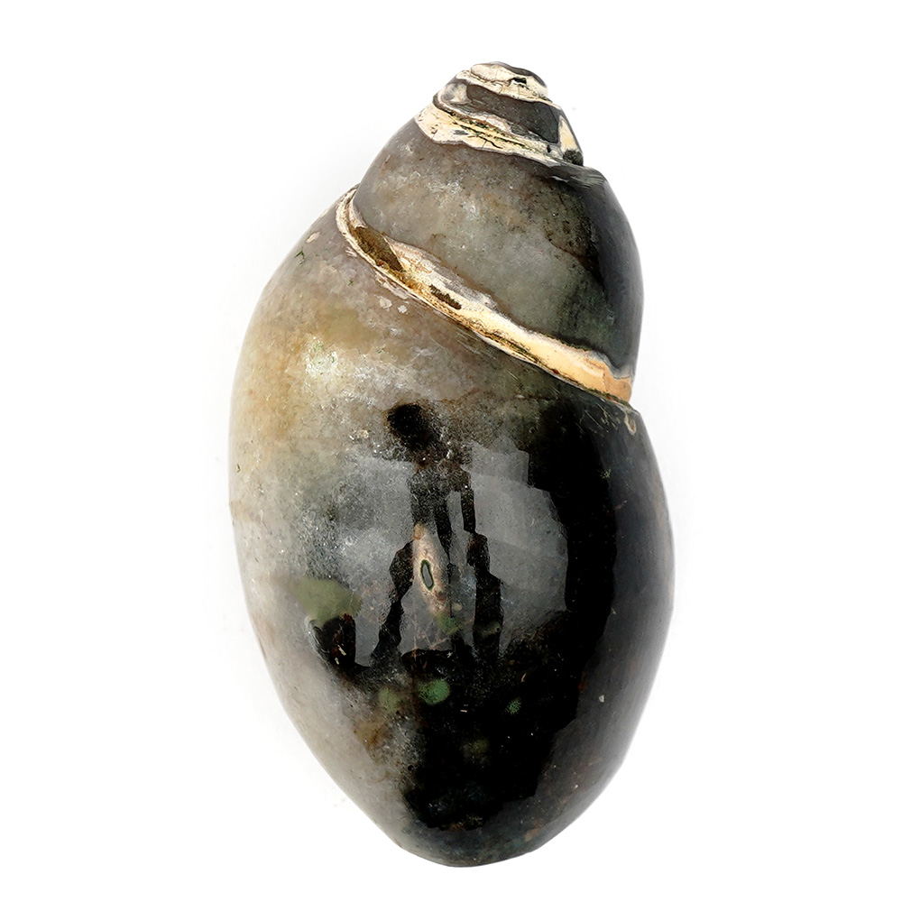 Heera Shankh - 123 gms