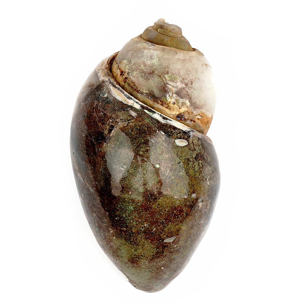 Heera Shankh - 162 gms