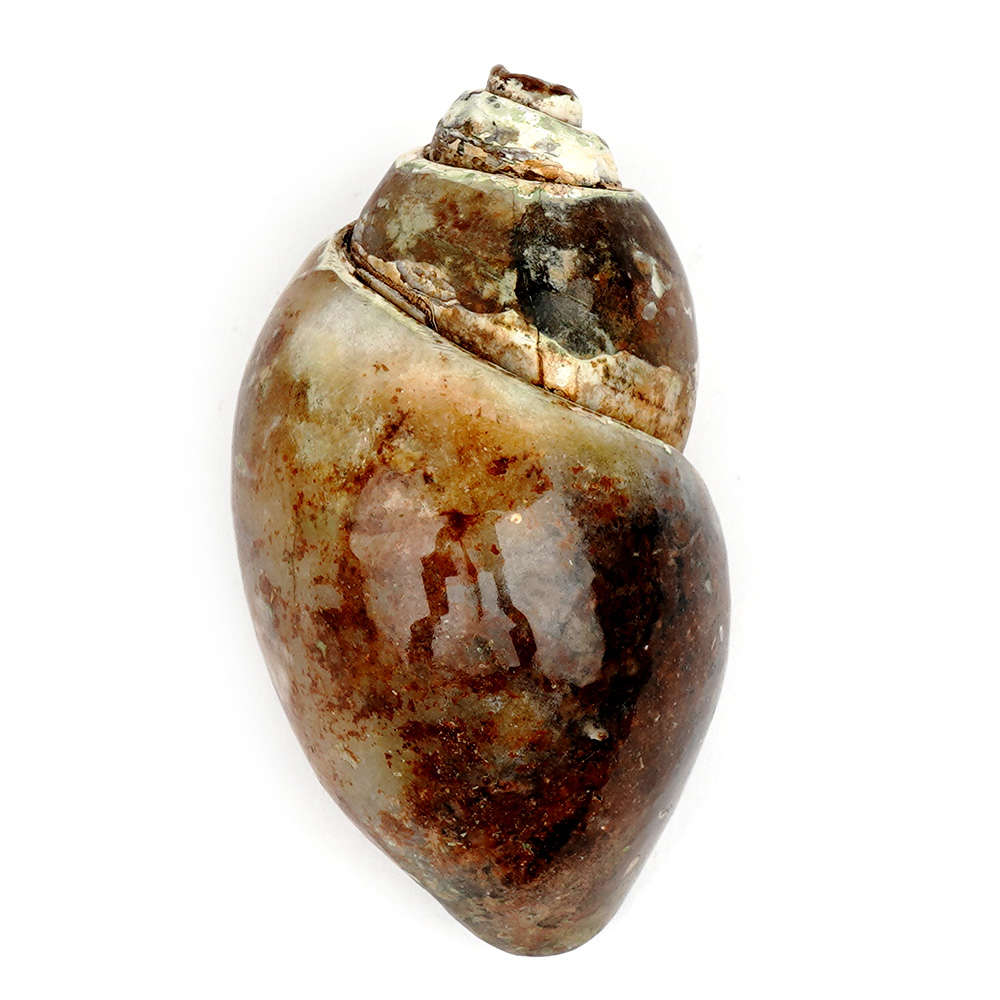 Heera Shankh - 113 gms