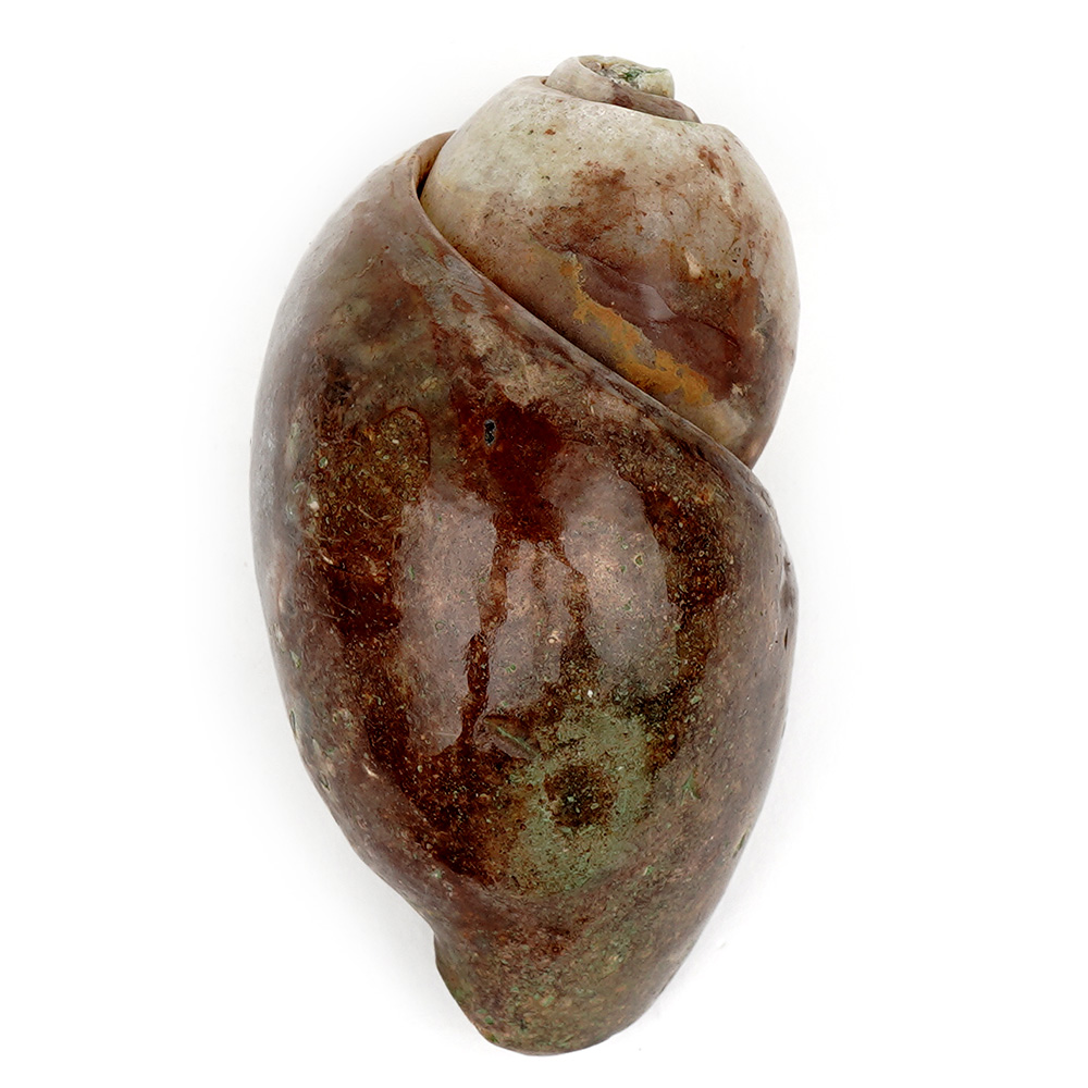 Heera Shankh - 135 gms