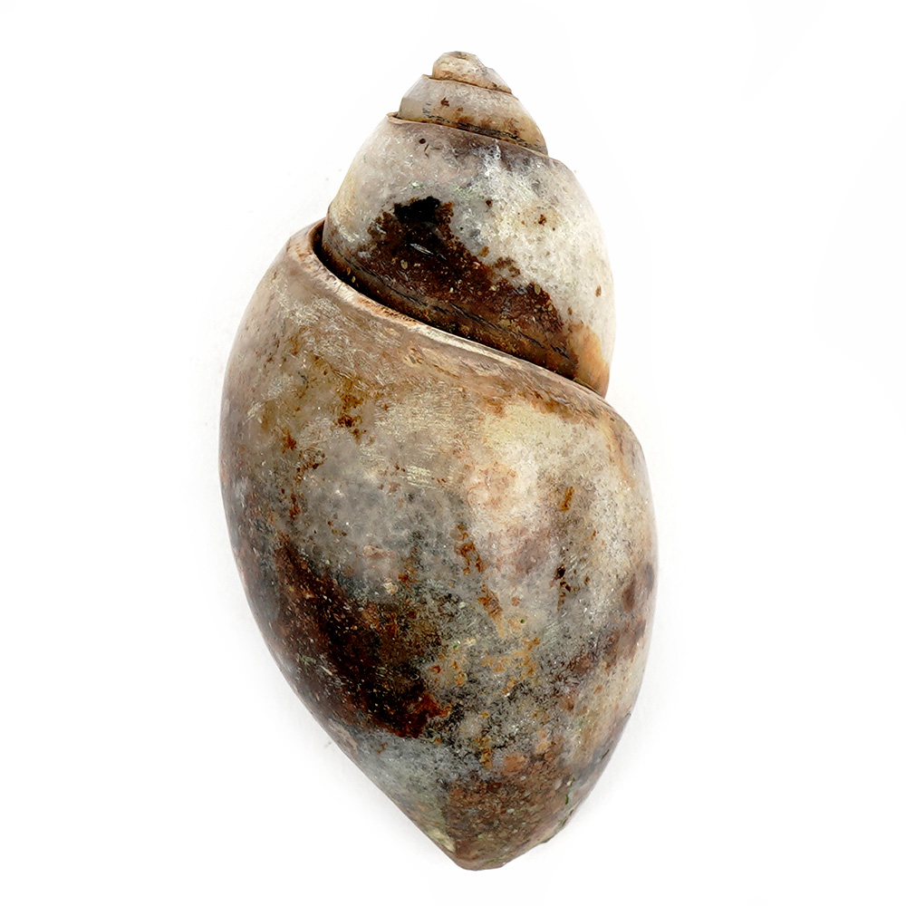 Heera Shankh Conch - 93 gms
