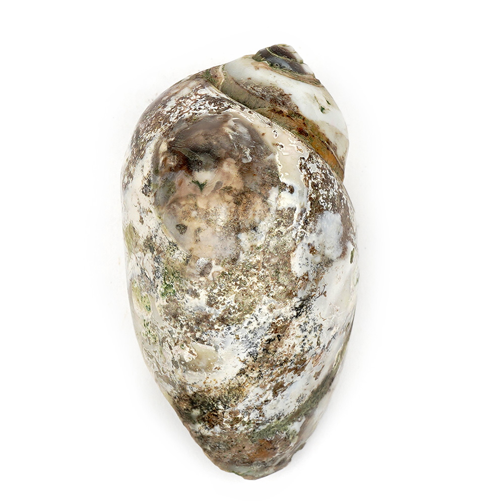 Heera Shankh - 81 gms