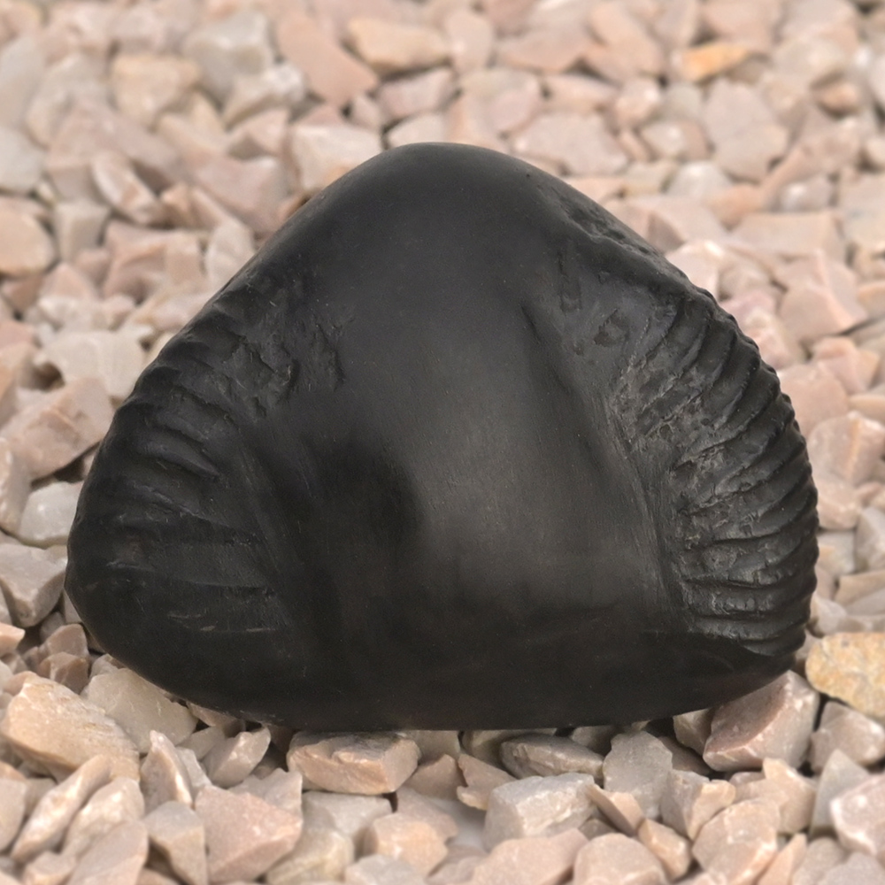 Buddha Shaligram Shila - I