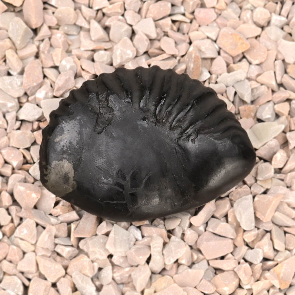 Swarna Laxmi Ganesh Surya Shaligram Shila