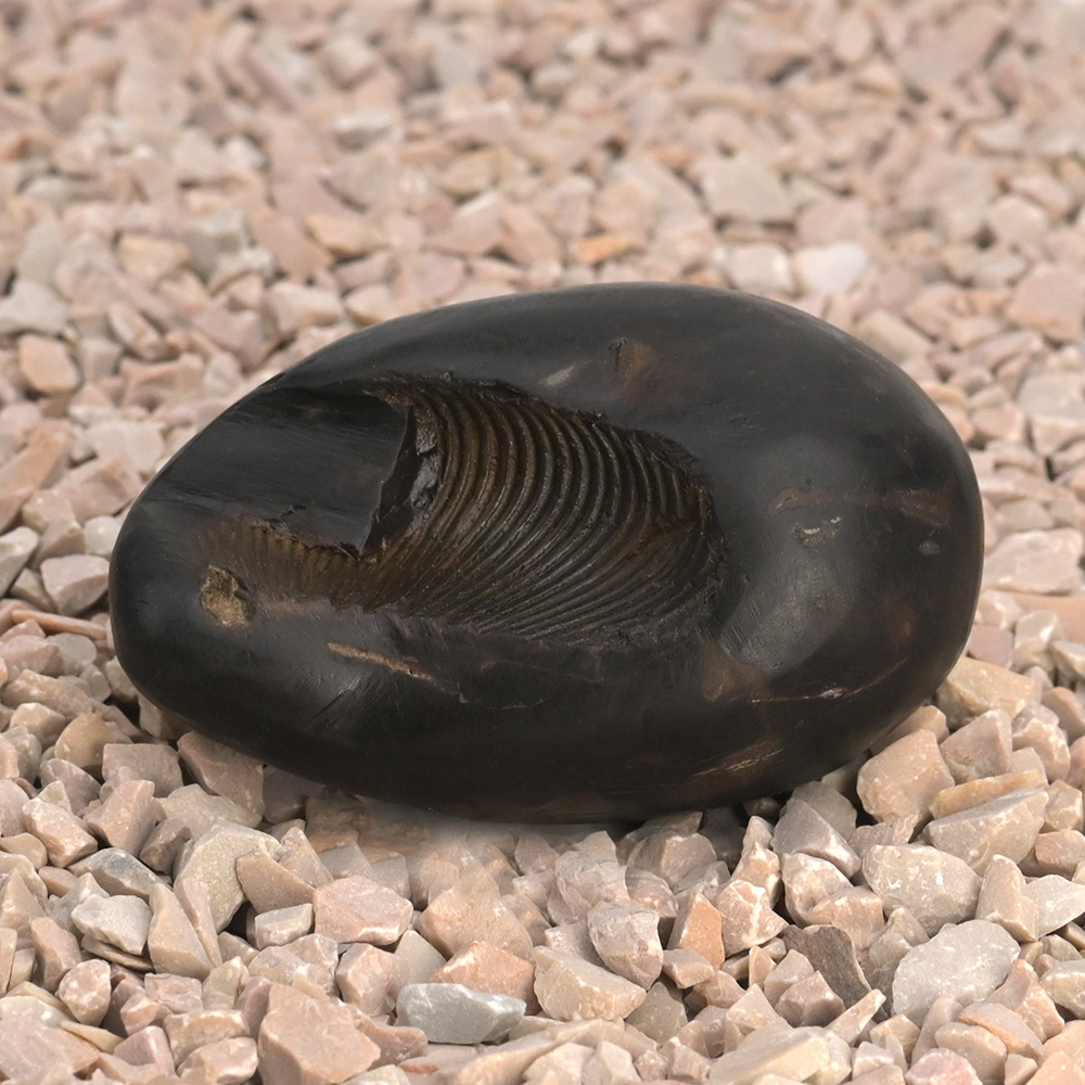 Damodar Kund Shaligram Shila