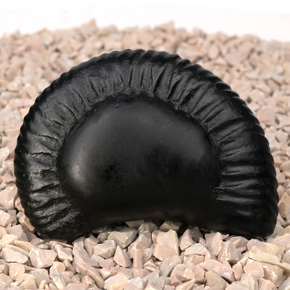 Laxmi Ganesh Shaligram Shila - I