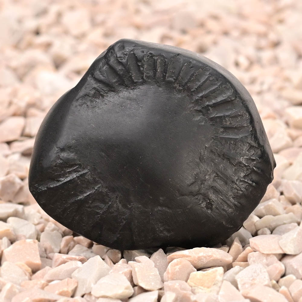 Surya Sudarshan Shaligram Shila - II