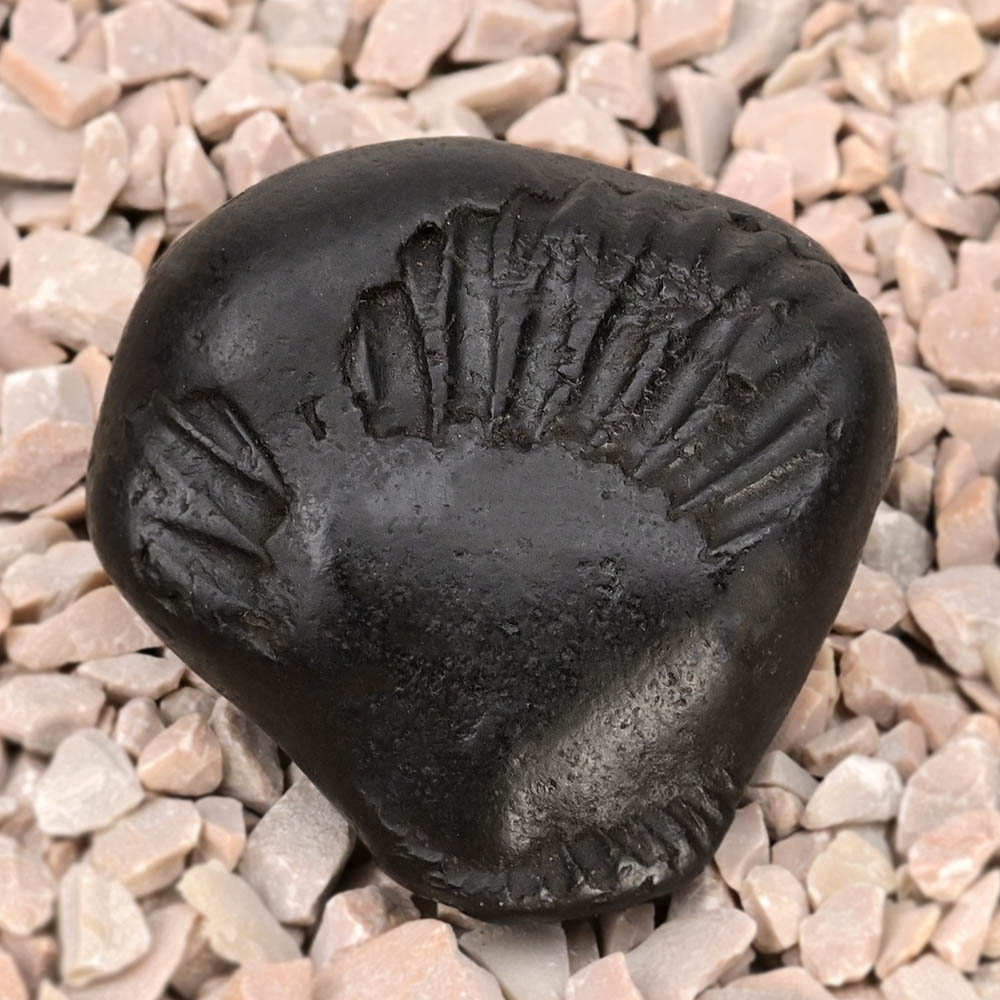 Buddha Shaligram Shila - II