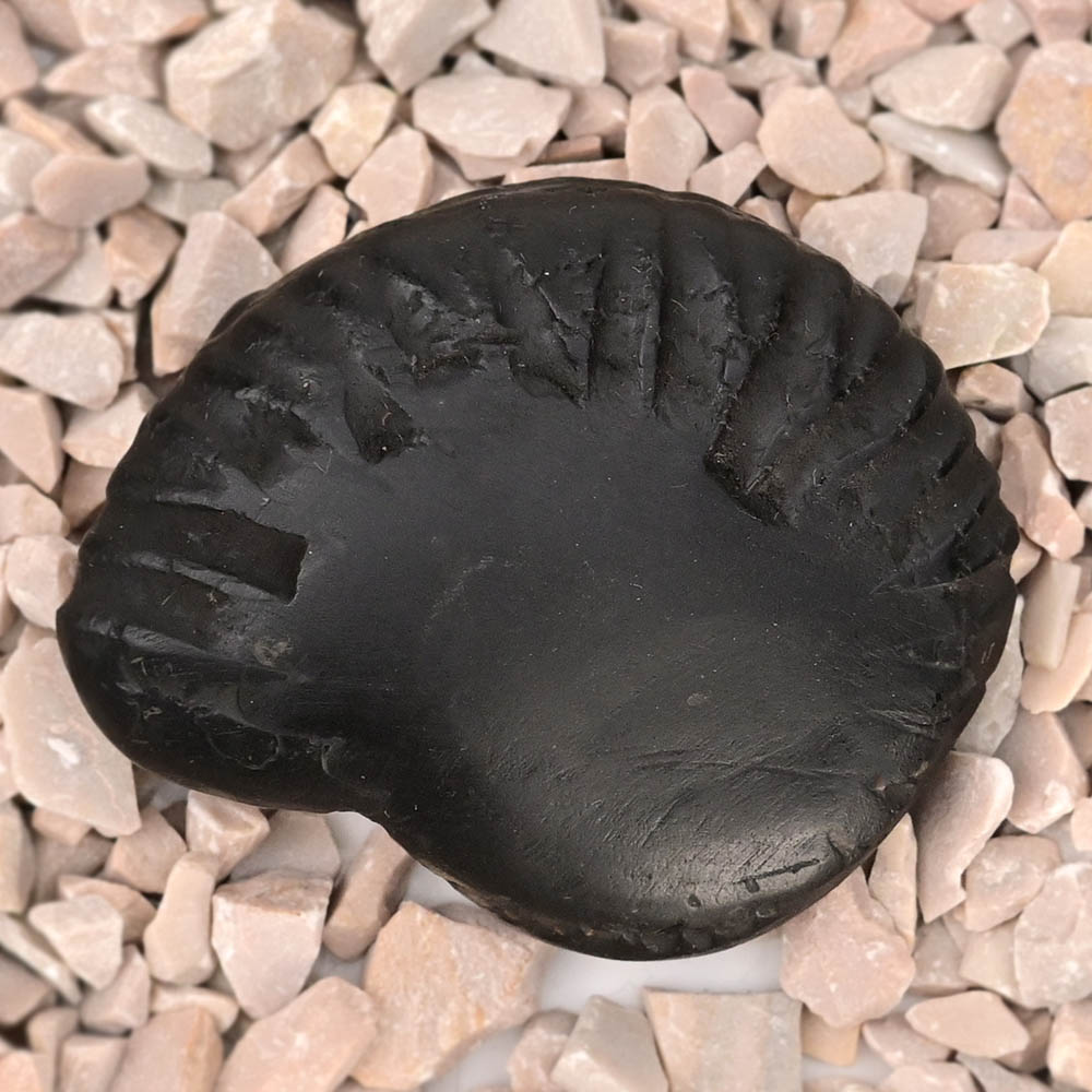 Varaha Laxmi Shaligram Shila - I