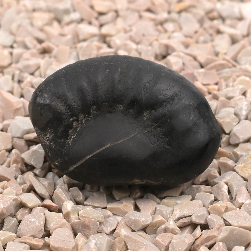 Janeudhari Vaman Shaligram Shila - I