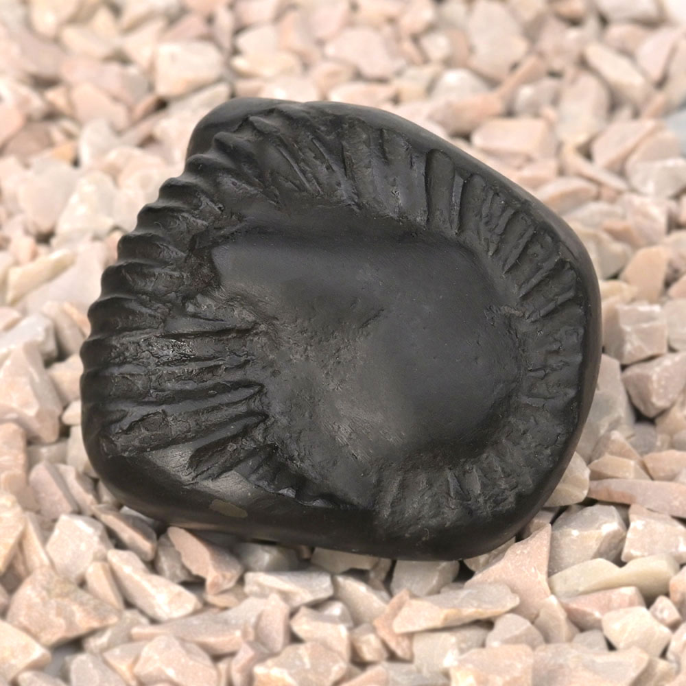 Surya Varaha Shaligram Shila