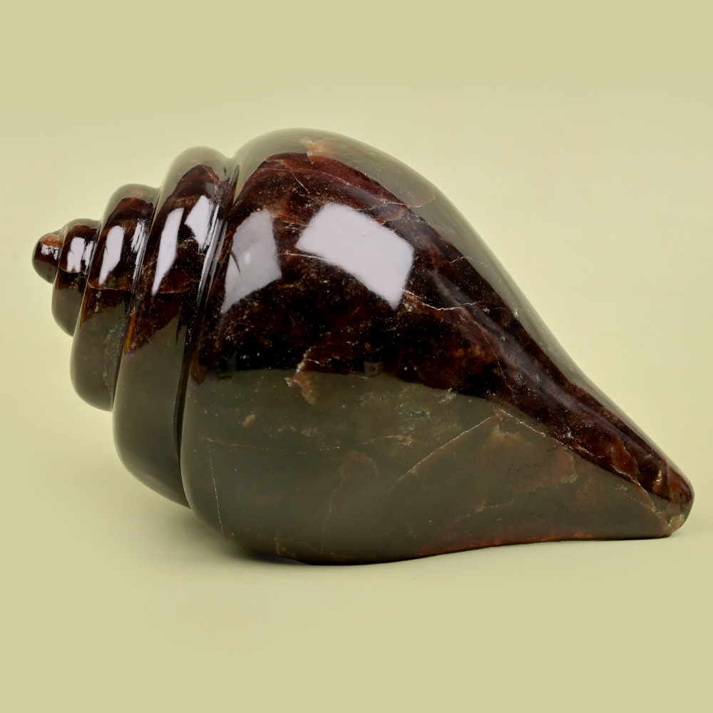 Gomed Shankh - 1.336 Kgs