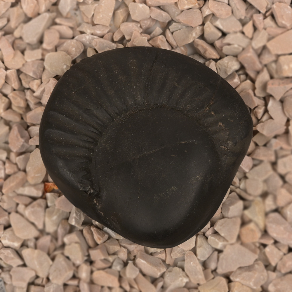 Parshuram Shaligram Shila - II