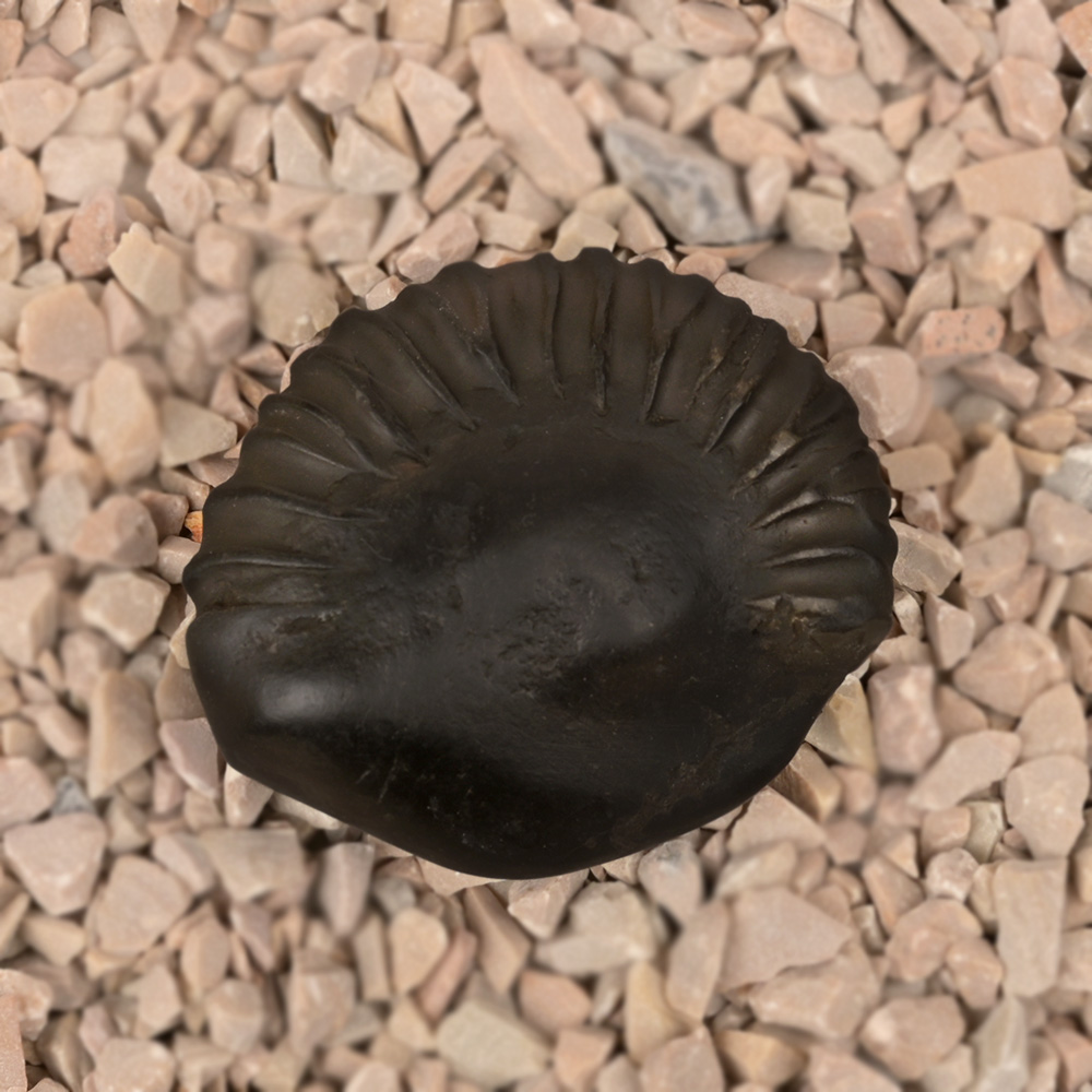 Laxmi Kalpavriksha Shaligram Shila