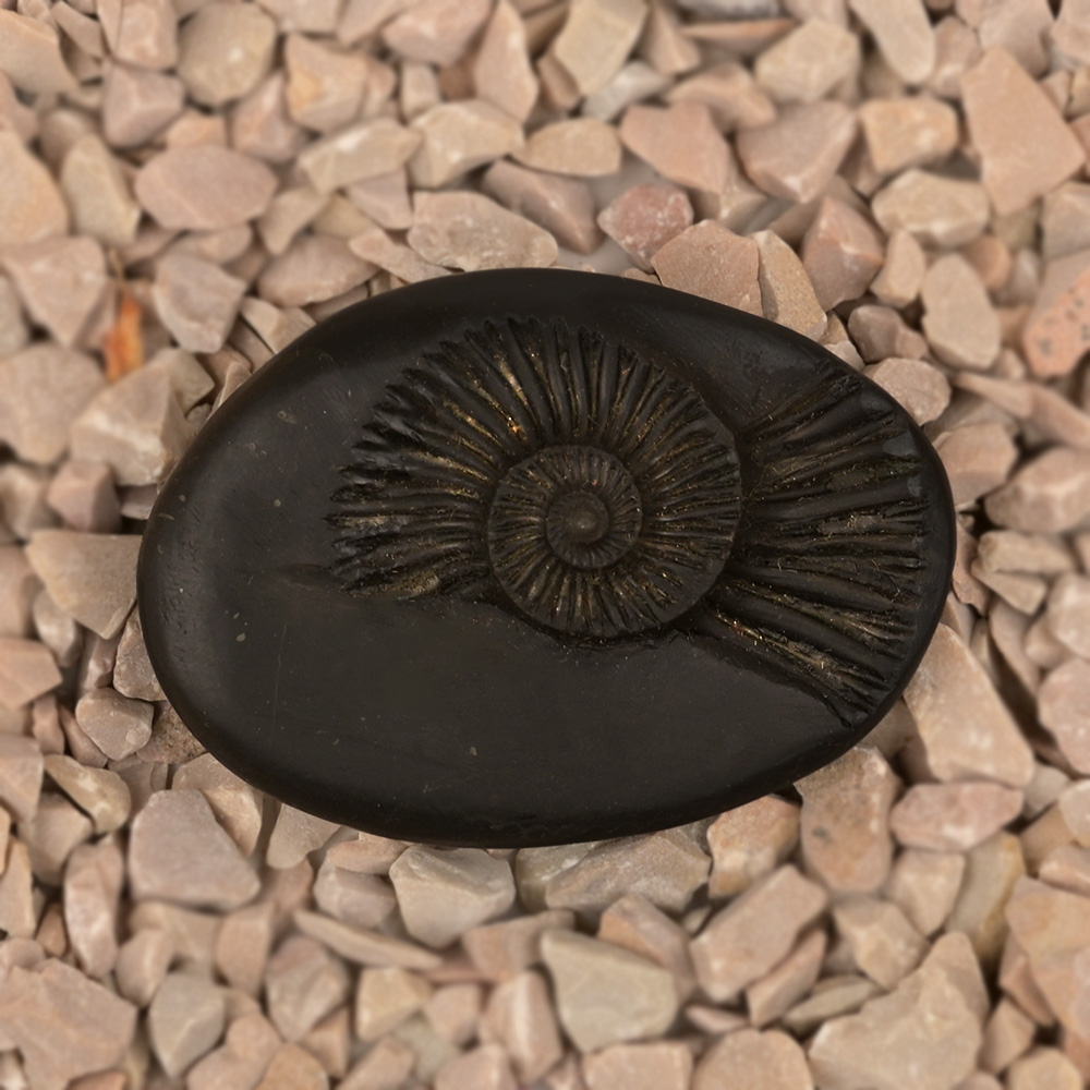 Sudarshan Shaligram Shila - VIII