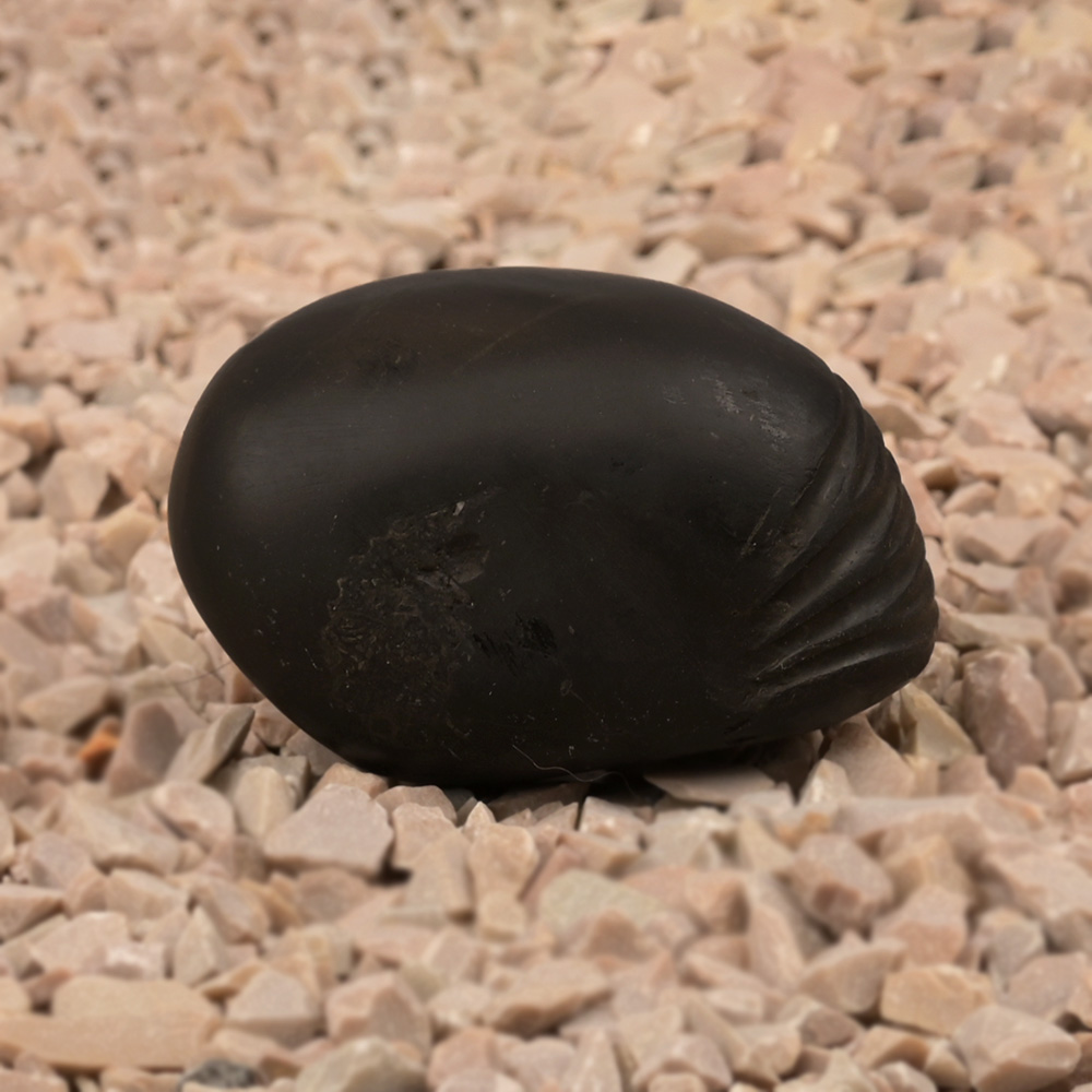 Vaman Shaligram Shila