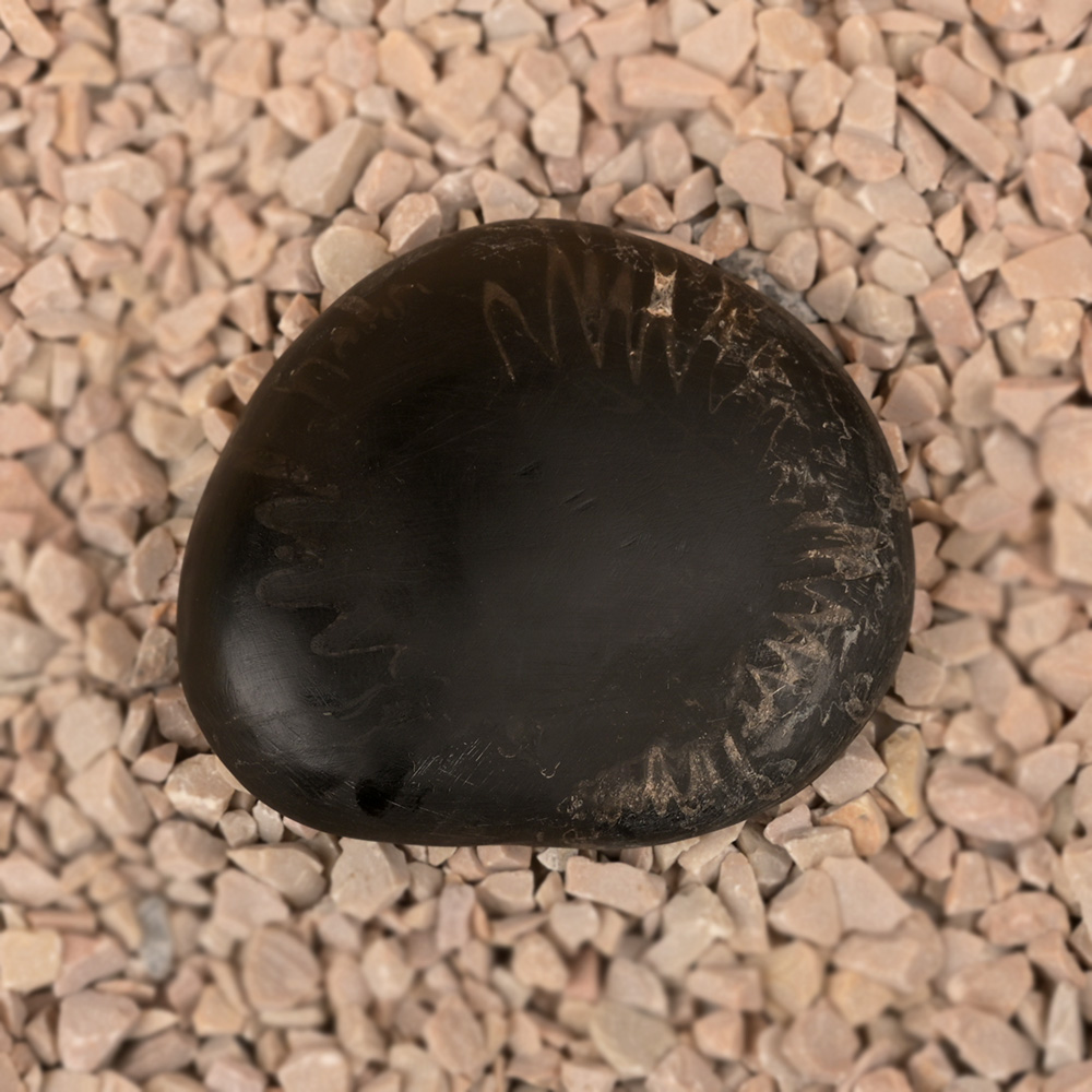 Vishnu Shankh Shaligram Shila