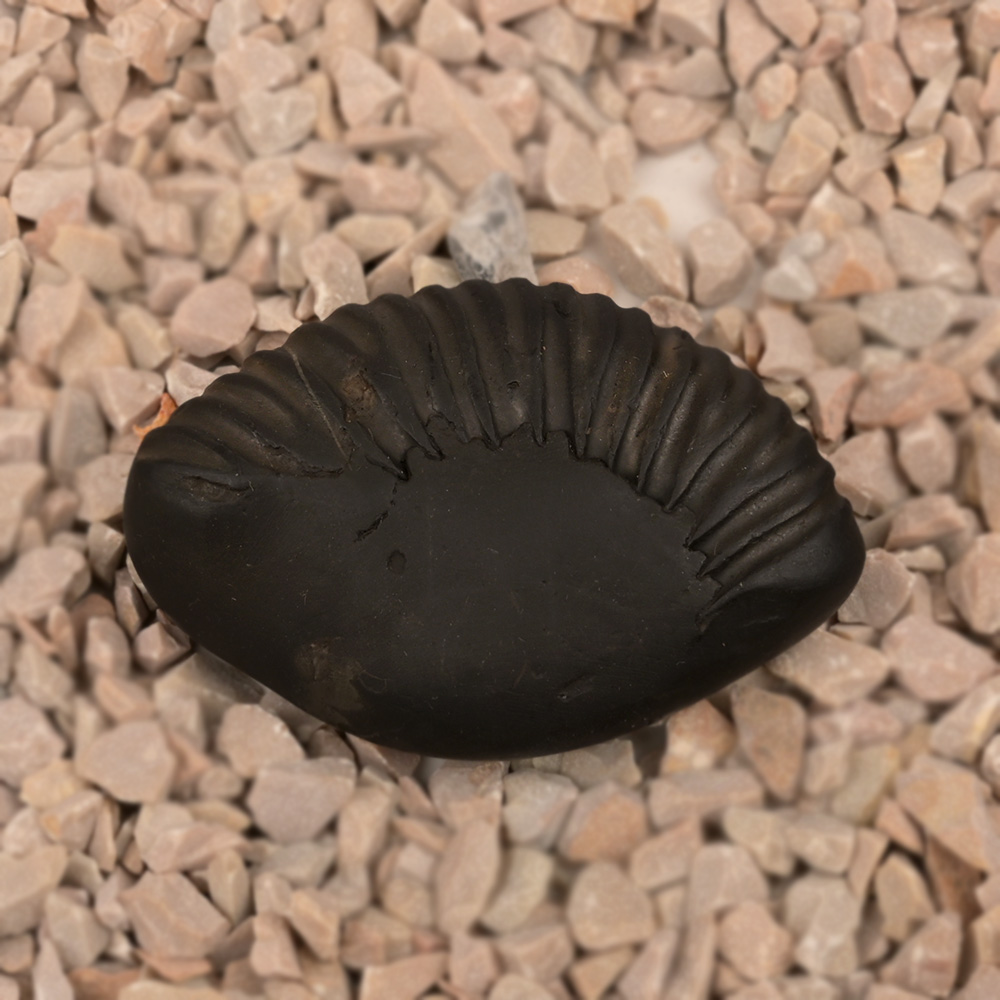 Laxmi Matsya Shaligram Shila