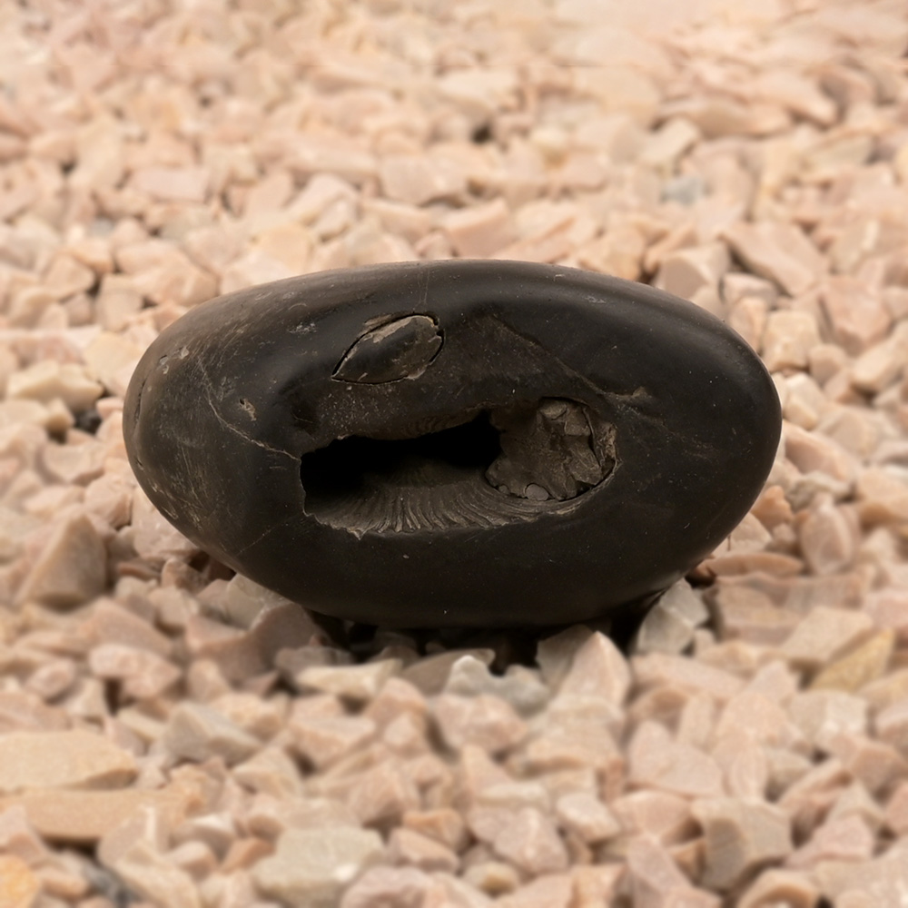 Laxmi Narayan Shaligram Shila - XVI