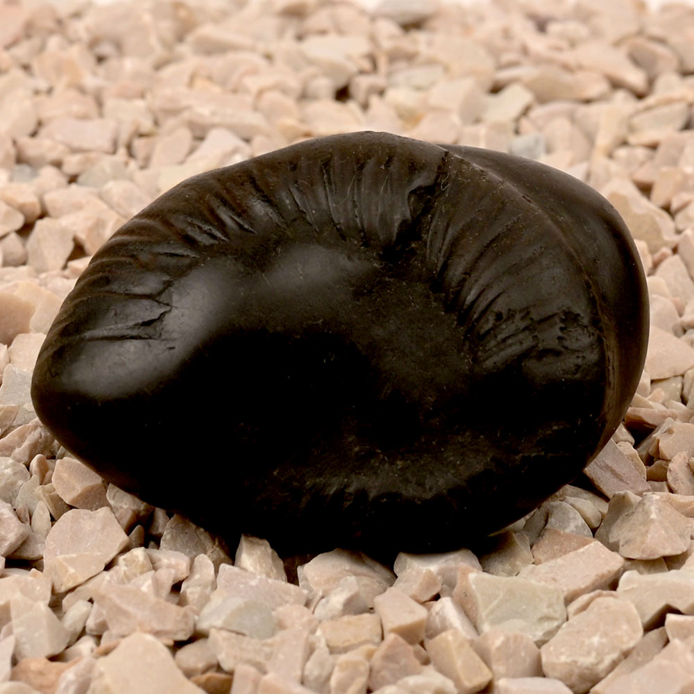 Laxmi Kurma Shaligram Shila