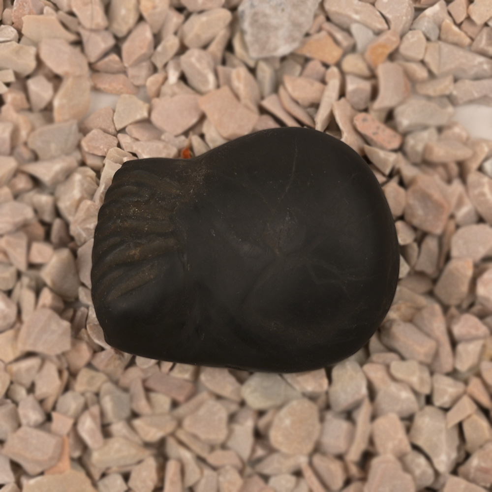 Hayagriva Shaligram Shila - IV