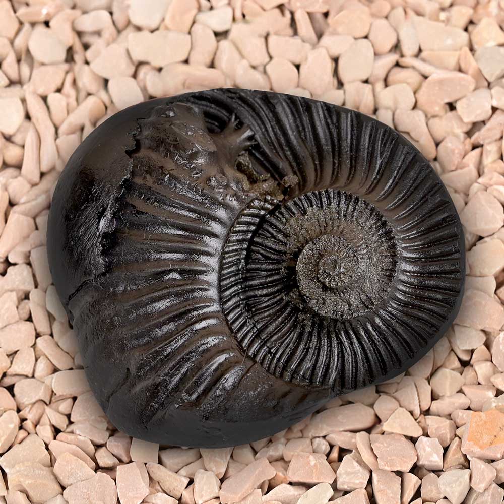 Ugra Laxmi Narsimha Shaligram Shila - III