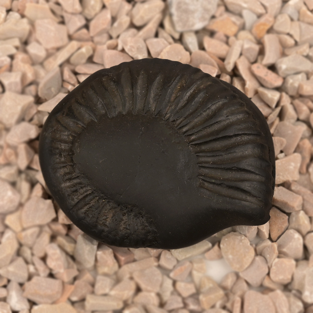 Varaha Avatar Shaligram Shila