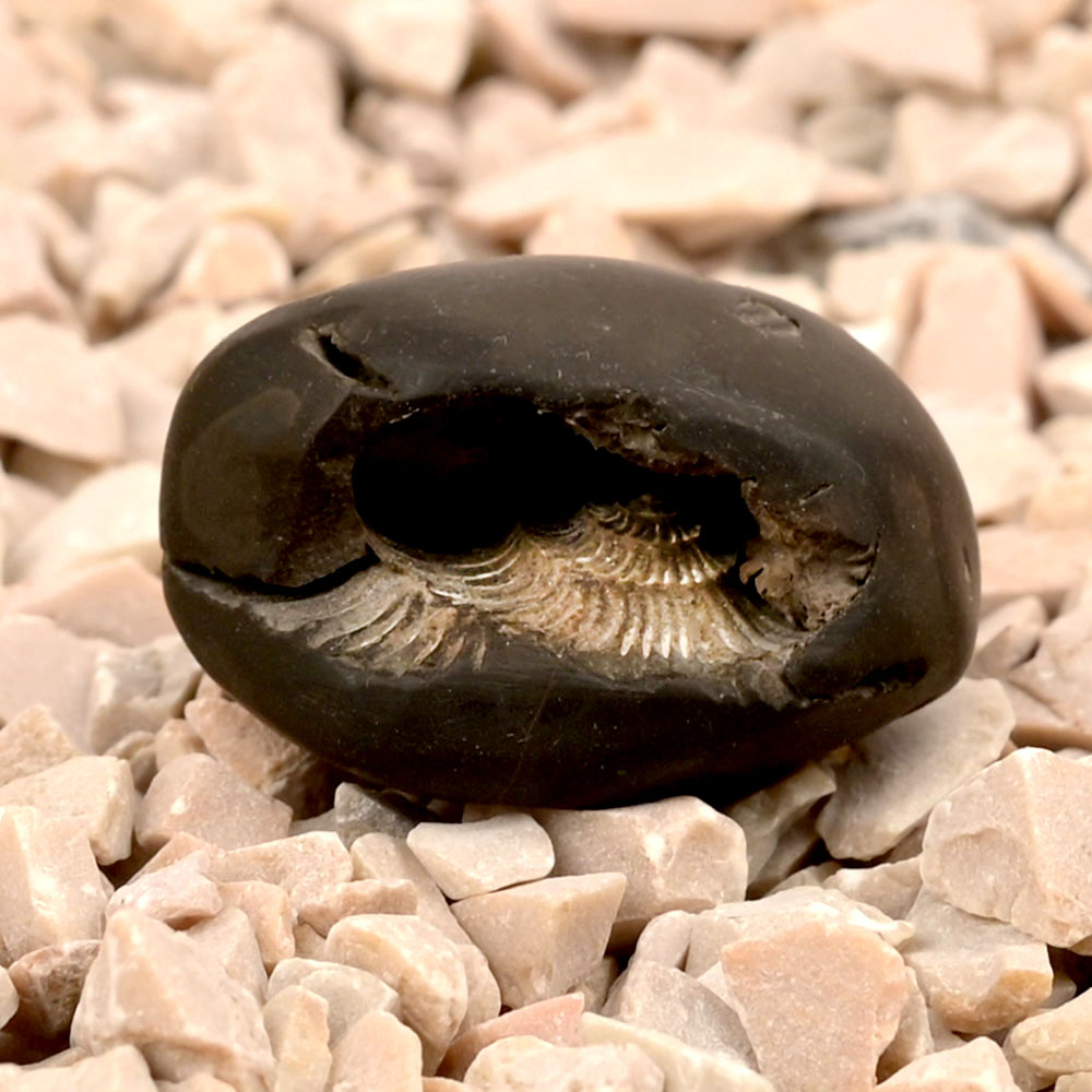 Narsimha Shaligram Shila - IV