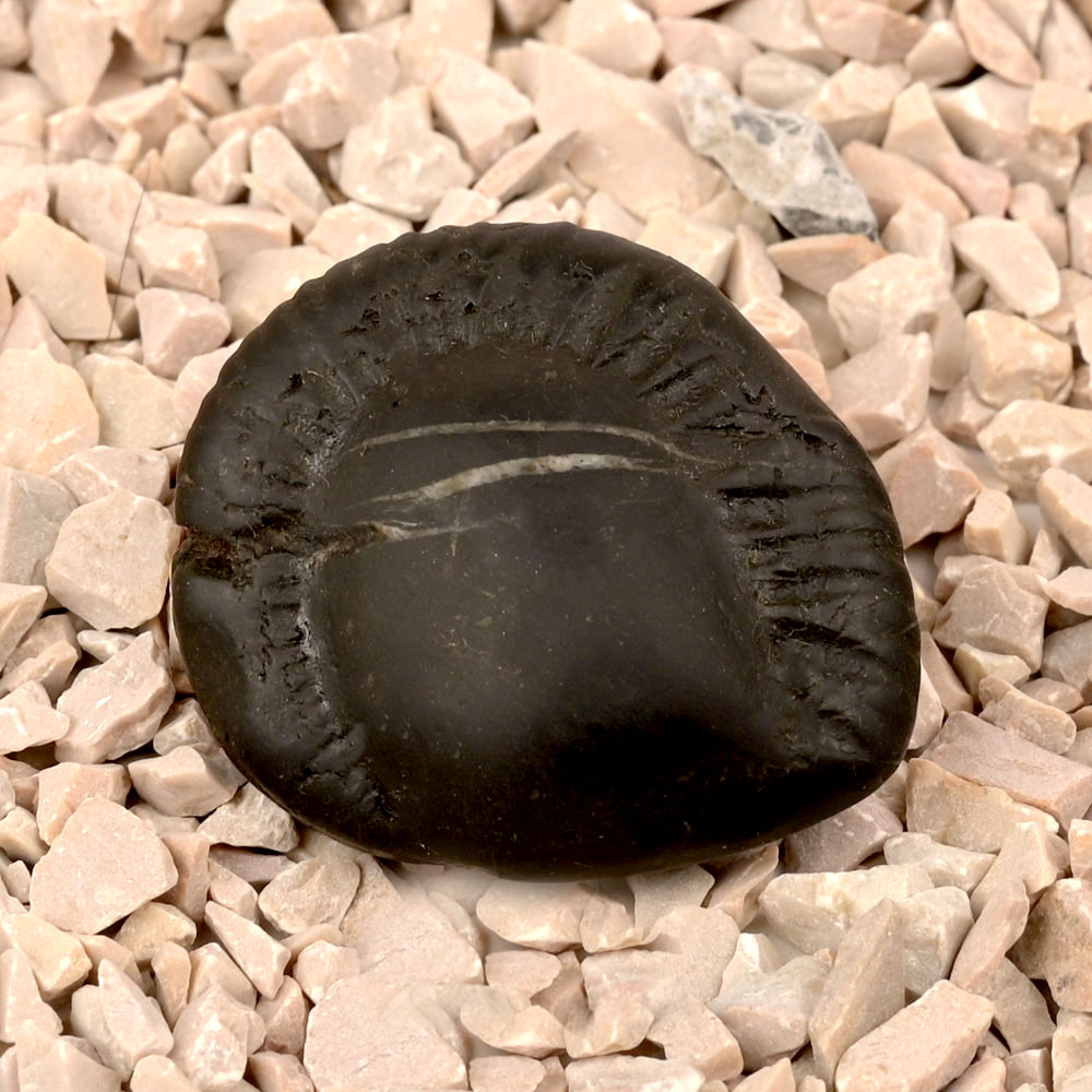 Kalpavriksha Laxmi Shaligram Shila - I