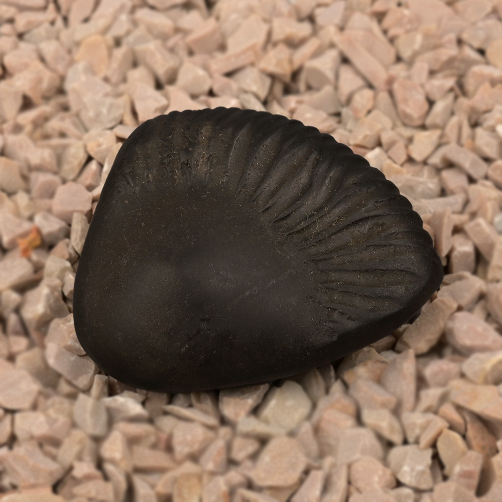 Parshuram Shaligram Shila - III