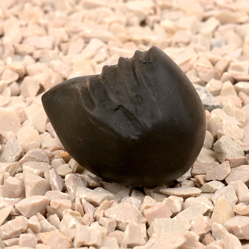 Laxmi Garud Shaligram Shila