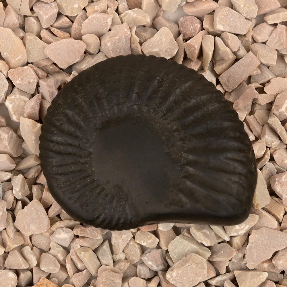 Laxmi Varaha Shaligram Shila - I
