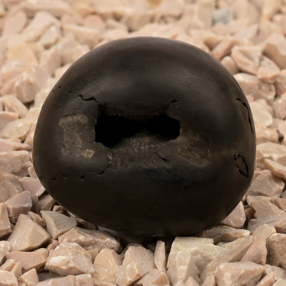 Chakradhari Vishnu Laxmi Shaligram Shila - I