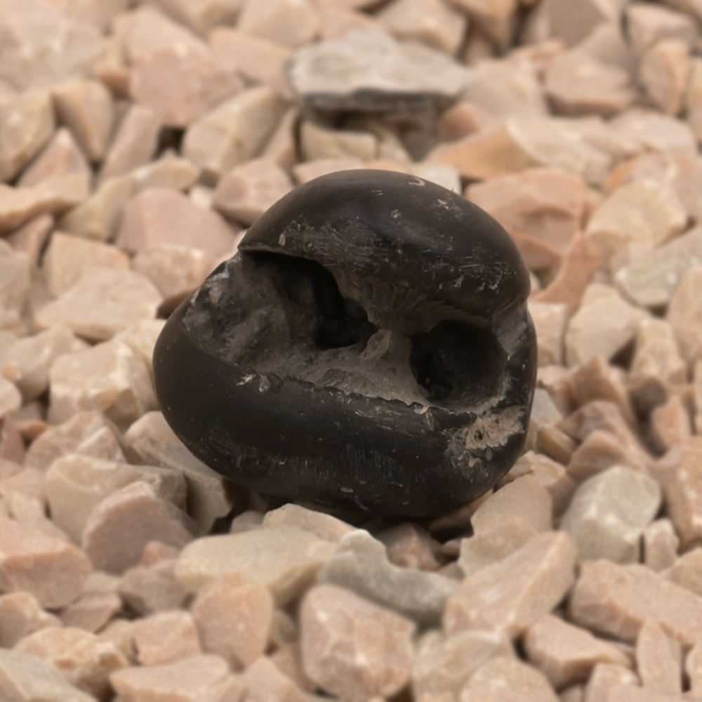 Laxmi Narsimha Shaligram Shila - III