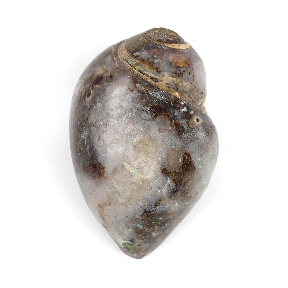 Heera Shankh - 130 gms