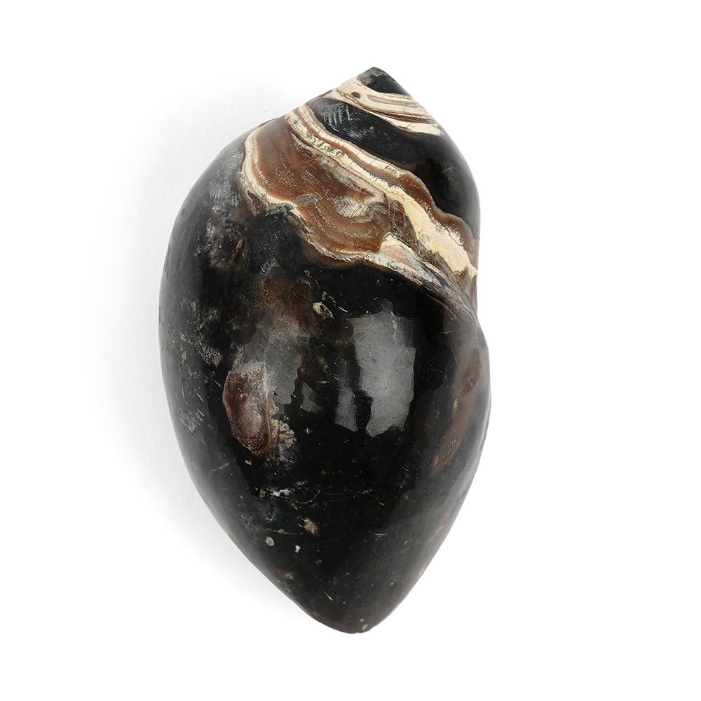 Heera Shankh - 143 gms
