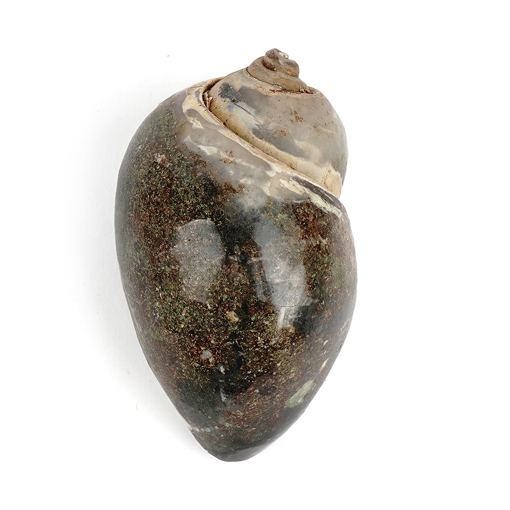 Heera Shankh - 135 gms