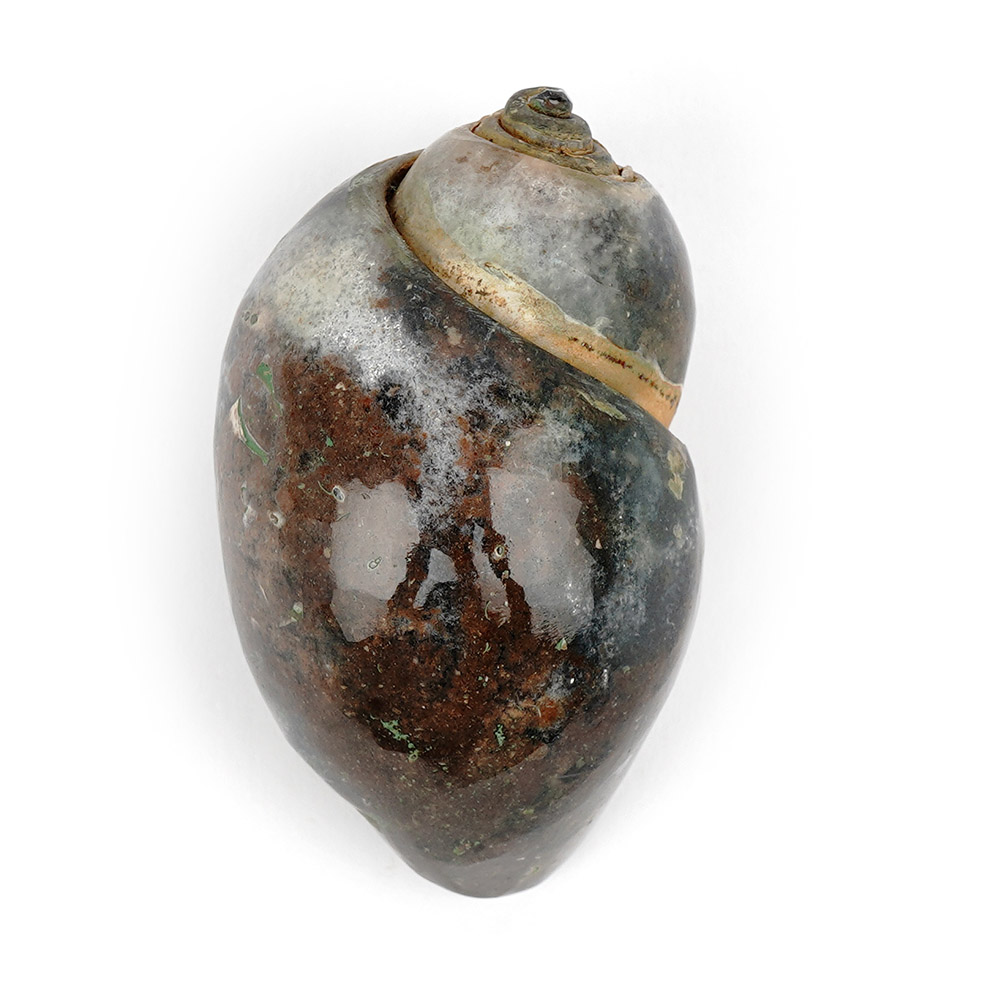 Heera Shankh - 130 gms