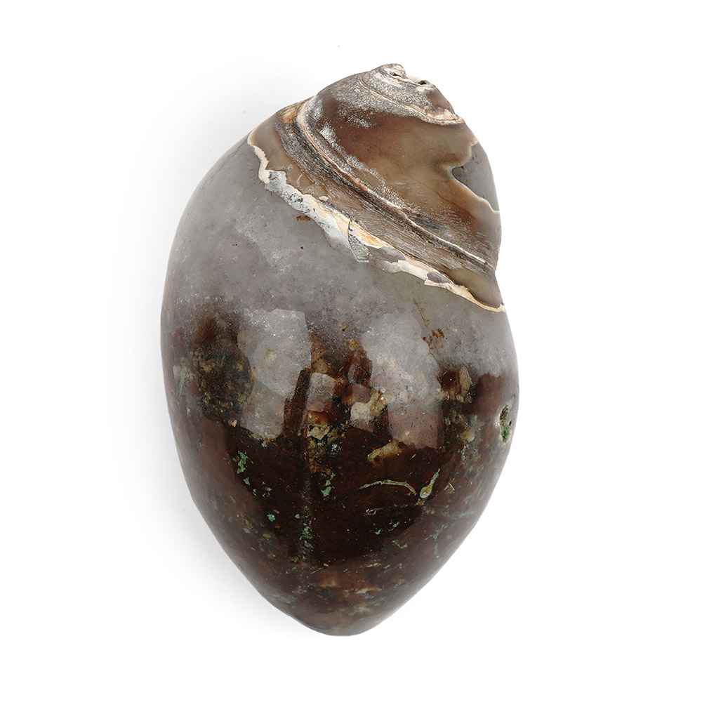 Heera Shankh - 187 gms