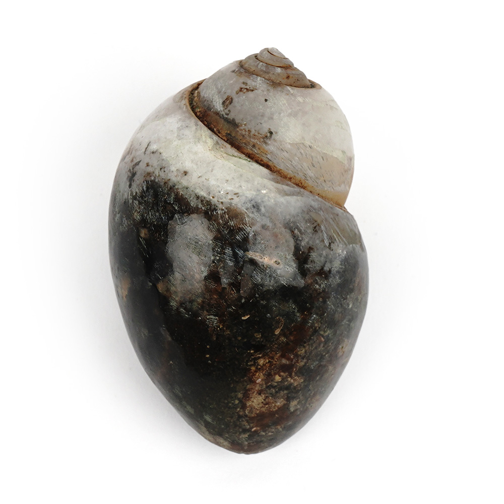 Heera Shankh - 145 gms