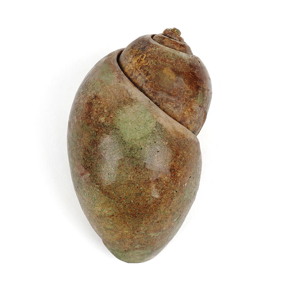 Heera Shankh Conch - 137 gms