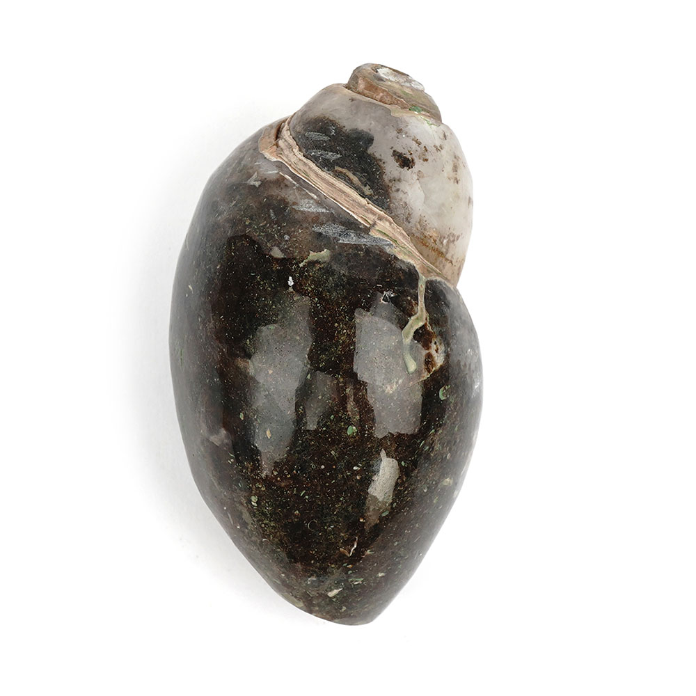 Heera Shankh Conch - 132 gms