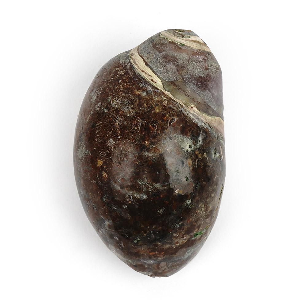 Heera Shankh - 124 gms